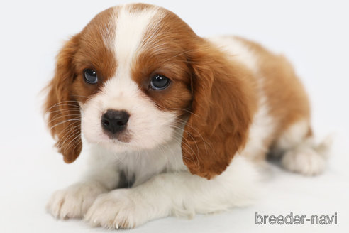 成約済の神奈川県のキャバリアキングチャールズスパニエル-248615の2枚目